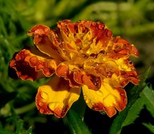 Regen pokapal und weitergegeben ... (8) / ***