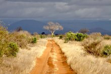 Road / ***