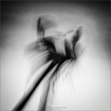 [ W.I.N.D.] / ***
