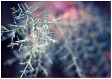 Thin filaments of cold / ..........