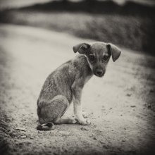 Wandering Dog / .....