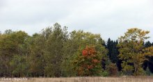 Autumn / ***