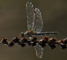 The fragile beauty ... / ***