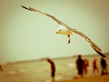 Birds-2 / *****