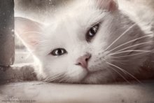 My gentle friend Ming / ________