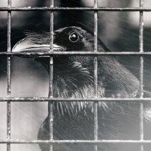 The Crow / ***