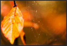What is the fall color 2 / ***