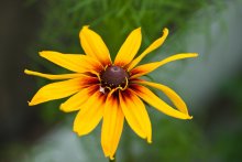 Flower life / ------------