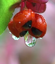 Drop forest / ***
