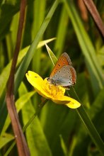 Butterfly / ***