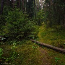 Forest path / ***