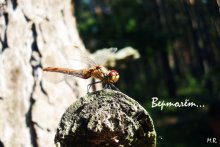 Helicopter / ......