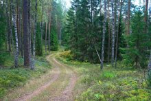 forest / \\\\\