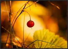 What is the fall color 5 / ***