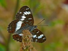 Lentochnik Camilla / Limenitis camilla