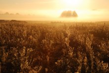 Misty dawn / ***