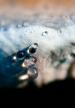 mordashka fungus / ........