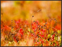 What is the fall color 6 / ***
