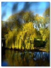 willow war / ***