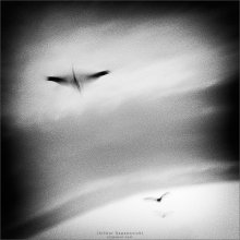 [ B i r d` Z ] / ***