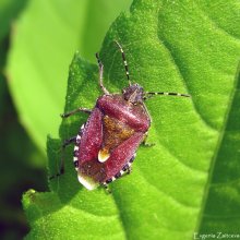 Bedbug defenders berry / ***