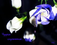 Miracles happen ... / .....