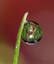 Dewdrop / ***