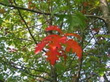 Autumn motive / +++++++