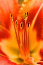 Paint Fire Fall / ***