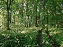 Oak-hornbeam forest / *****