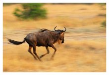 Flying wildebeest / ***