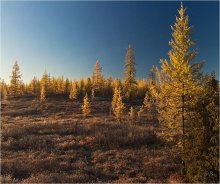 Morgen in den Wald-II / * * *