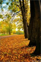Autumn / ***