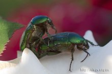 Of the private life of insects / ***