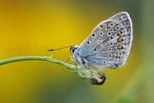 copper-butterfly on yellow / ***