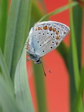 Blues auf dem roten / ***
