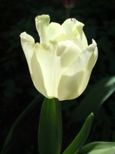 weiße Tulpe / ..........................................