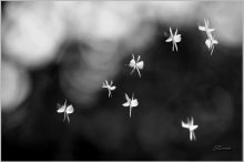 Ballett / ***
