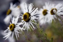 Where flower edelweiss / ***