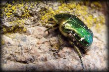 Cetonia aurata / .....