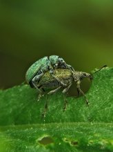 Weevils green leafy / Phyllobius viridiaeris