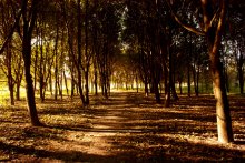 Sunny morning / *****