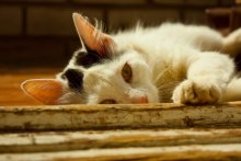 sunbathe / ----------