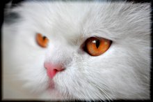 cat portrait / ***