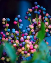 Berries / ~~~~~