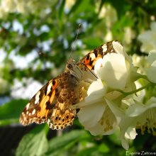 Painted lady butterfly / ***