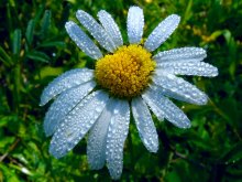 Camomile / ~~~~~