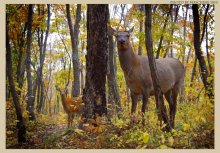 A family of curious / __________