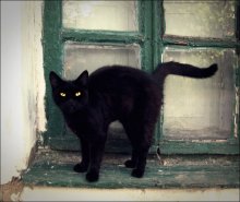 black cat / .....