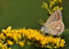 On floral carpet / ***